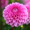 Dahlia Sandra