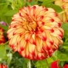Dahlia Lady Darlene 2 Dahlia Lady Darlene -Green Plant Shop visi200659 darlene 8a875447 38b5 4e0c 9324 bfdd45ff83f2