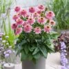 Echinacea 'Butterfly Kisses' -Green Plant Shop visi206245 kisses f84146f0 a0df 4c7b 9916 49b0b9389eab