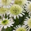 Echinacea 'Delicious Nougat' -Green Plant Shop visi206921 nougat db6b19be 1999 4610 afc5 fcc17b1f1af8
