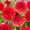 Dahlia 'Garden Wonder' -Green Plant Shop visi208037 garden wonder