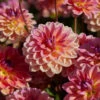 Dahlia 'Pacific View' -Green Plant Shop visi208416 pacific view