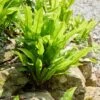 Hart's Tongue Fern | Phyllitis Scolopendrium -Green Plant Shop visi213893
