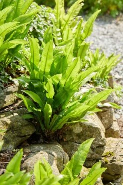 Hart's Tongue Fern | Phyllitis Scolopendrium