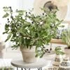 'Little Miss Figgy' Patio Fig Tree -Green Plant Shop visi216802sq