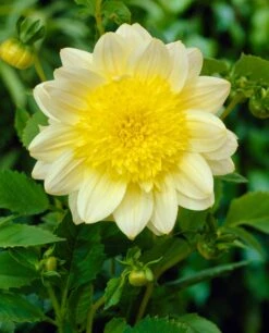 Dahlia 'Paso Doble' -Green Plant Shop visi21985