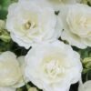 'Peter James Richardson' Floribunda Rose -Green Plant Shop visi24135 peter james