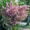 Japanese Cherry Blossom Tree | Prunus Serrulata 'Kanzan' -Green Plant Shop visi25691 page