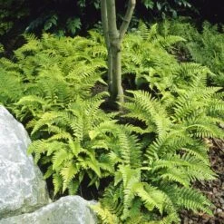 Tassel Fern | Polystichum Polyblepharum -Green Plant Shop visi25701