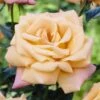 'Niceday' Patio Climbing Rose 1 'Niceday' Patio Climbing Rose -Green Plant Shop visi25908 nice day