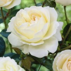 'Sirius' Bedding Rose -Green Plant Shop visi25913 sirius