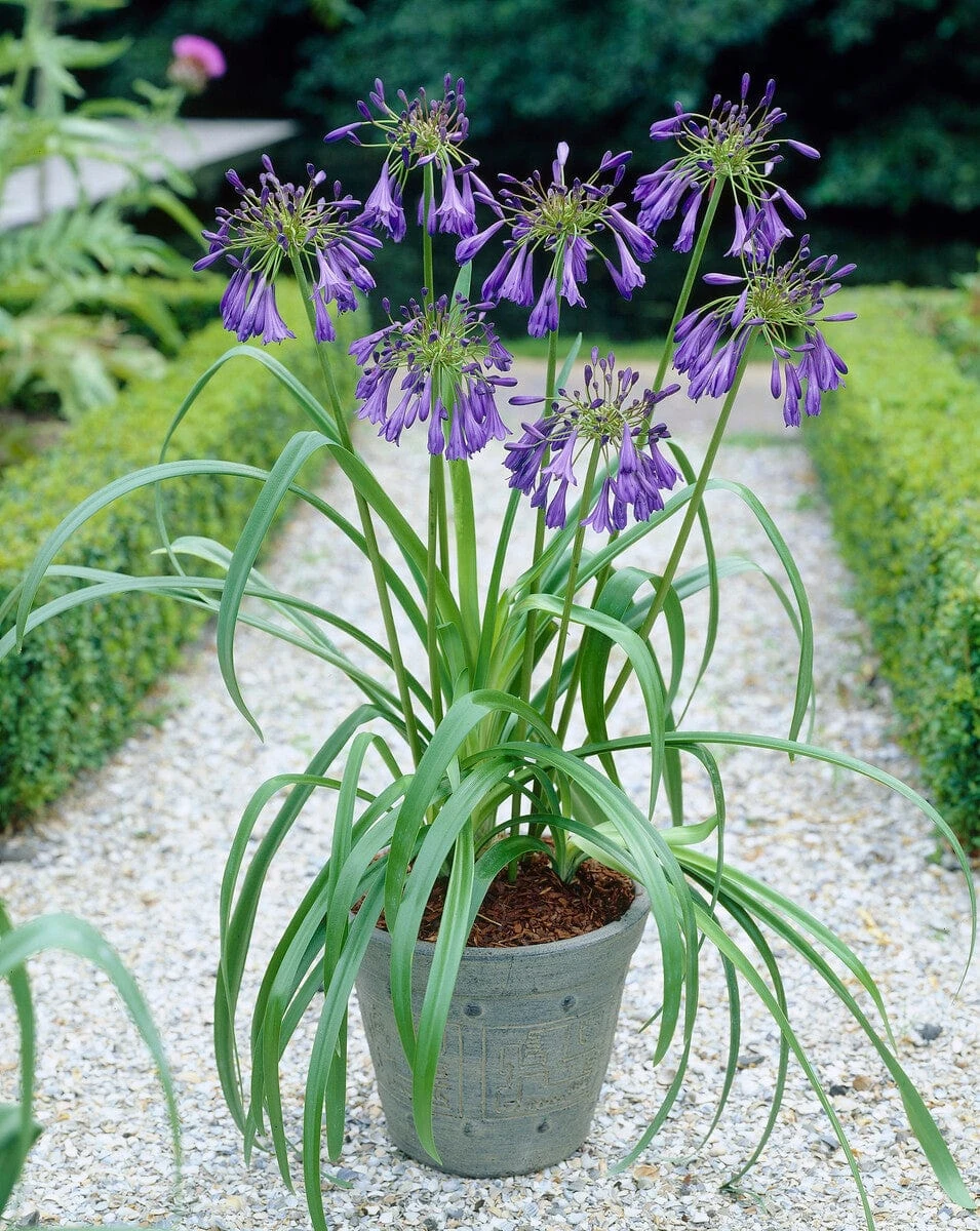 Agapanthus 'Purple Heart' | 3L 3 Agapanthus 'Purple Heart' | 3L