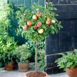 'Discovery' Semi-Dwarf Apple Tree -Green Plant Shop visi28809 discovery