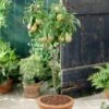 Conference Patio Pear Tree -Green Plant Shop visi28811