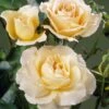 'Queen Bee' Floribunda Rose 2 'Queen Bee' Floribunda Rose -Green Plant Shop visi34976 queen bee
