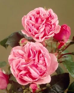 'Parade Cajsa' Patio Shrub Rose -Green Plant Shop visi35074 cajsa