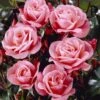 'Nautica' Floribunda Rose -Green Plant Shop visi35141 nautica