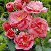 'Secret Smile' Floribunda Rose 2 'Secret Smile' Floribunda Rose -Green Plant Shop visi35188 secret smile