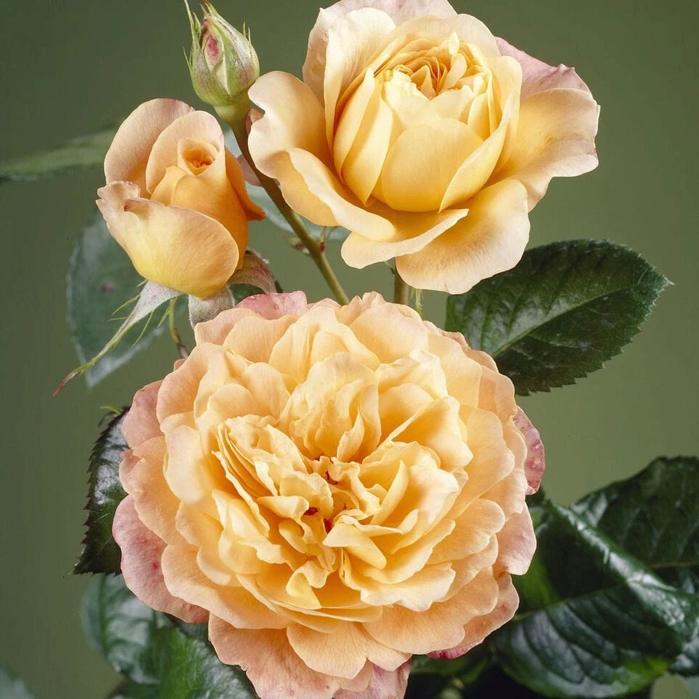 'Perfect Harmony' Hybrid Tea Rose 5 'Perfect Harmony' Hybrid Tea Rose - Image 3