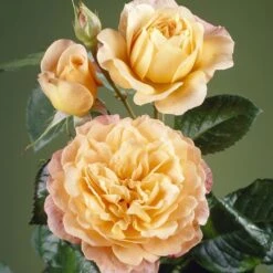 'Tropicana' Hybrid Tea Rose -Green Plant Shop visi35443 tropicana