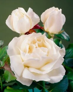 'Patio Hit Georgia' Patio Shrub Rose -Green Plant Shop visi35488 georgia