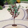 Stella Patio Cherry Tree