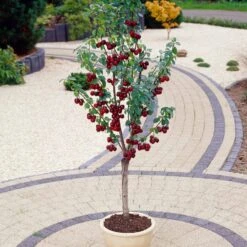 Stella Patio Cherry Tree