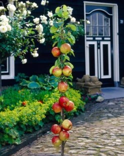 James Grieve Apple Tree | Dwarf Rootstock -Green Plant Shop visi35996