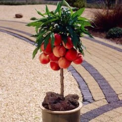 Peregrine Patio Peach Tree