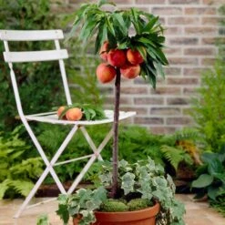 Avalon Pride Patio Peach Tree