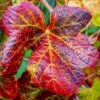 Ornamental Grape Vine | Vitis 'Brant' -Green Plant Shop vitis brant