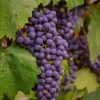 'Regent' Grape Vine -Green Plant Shop vitisregent1