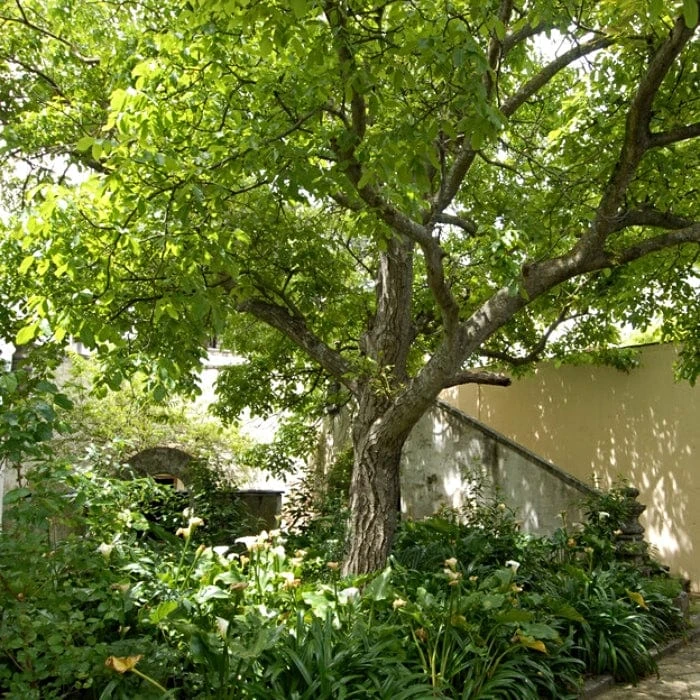 Walnut Tree | Juglans Regia 3 Walnut Tree | Juglans Regia