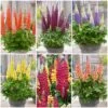 West Country Lupin Collection -Green Plant Shop westcountrylupincol 1