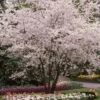 White Winter Flowering Cherry Tree | Prunus Subhirtella 'Autumnalis' 1 White Winter Flowering Cherry Tree | Prunus Subhirtella 'Autumnalis' -Green Plant Shop whitewinter 1
