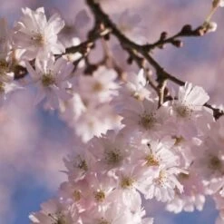 White Winter Flowering Cherry Tree | Prunus Subhirtella 'Autumnalis' -Green Plant Shop whitewinter 2