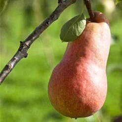 'Red Williams' Pear Tree -Green Plant Shop williamsred 1