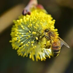 Best Mixed Native Wildlife Hedging | Growers' Choice -Green Plant Shop willow tortousa