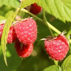 'Yummy' Patio Raspberry Plant -Green Plant Shop yummy1