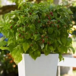 'Yummy' Patio Raspberry Plant -Green Plant Shop yummy2 ab3b9673 1f5b 4caa a169 4e8b735fd36b