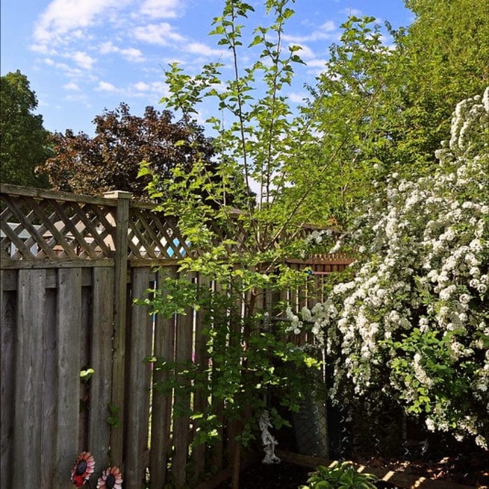 Green Plant Shop -Green Plant Shop FRU0380 1