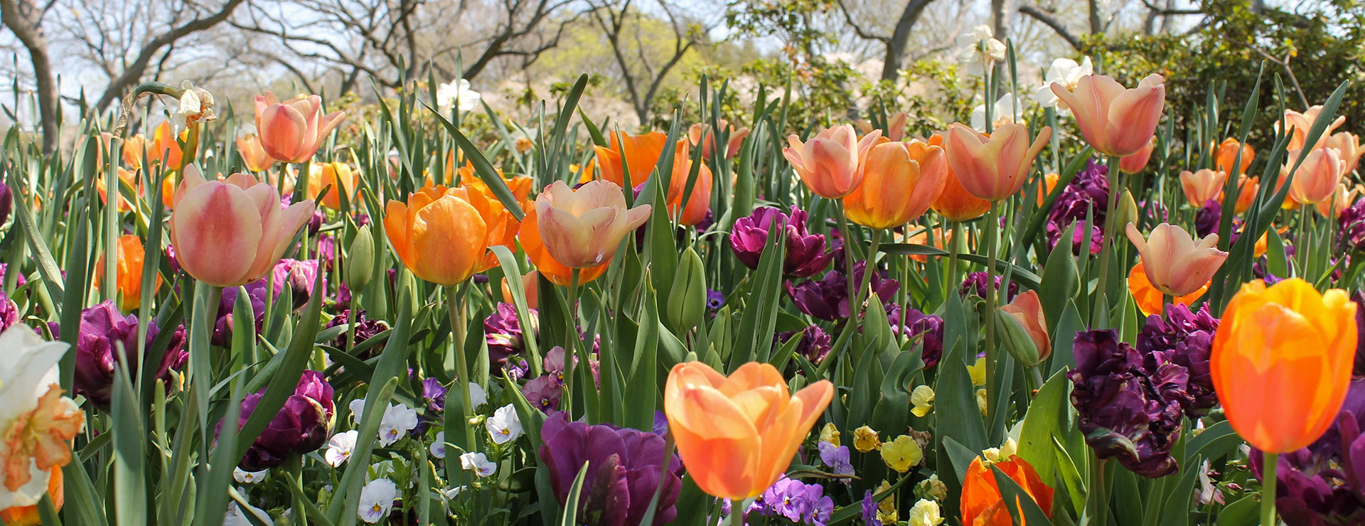 Green Plant Shop -Green Plant Shop photo 1602953589577 a7e91286f5ac